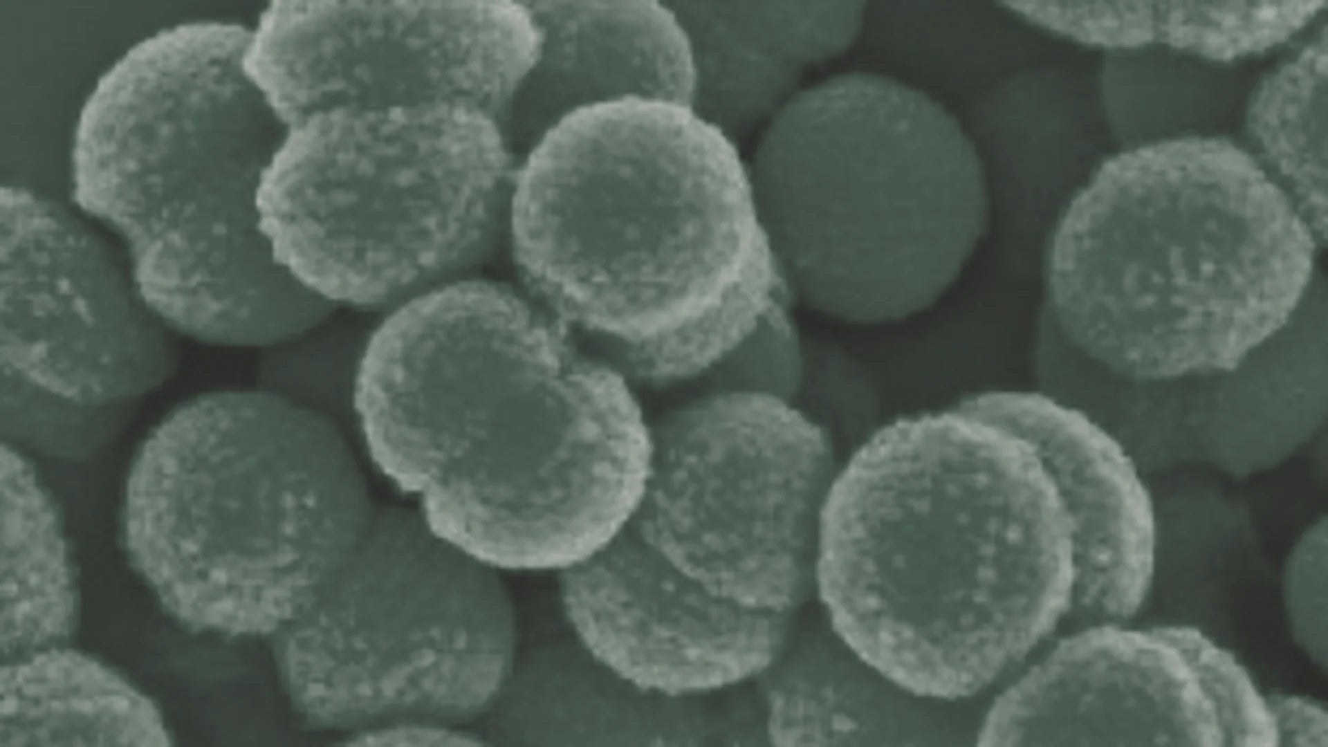 Scanning electron micrograph of Streptococcus salivarius K12, the probiotic strain in every Fenn Method mint, colorized in the brand deep sage palette.